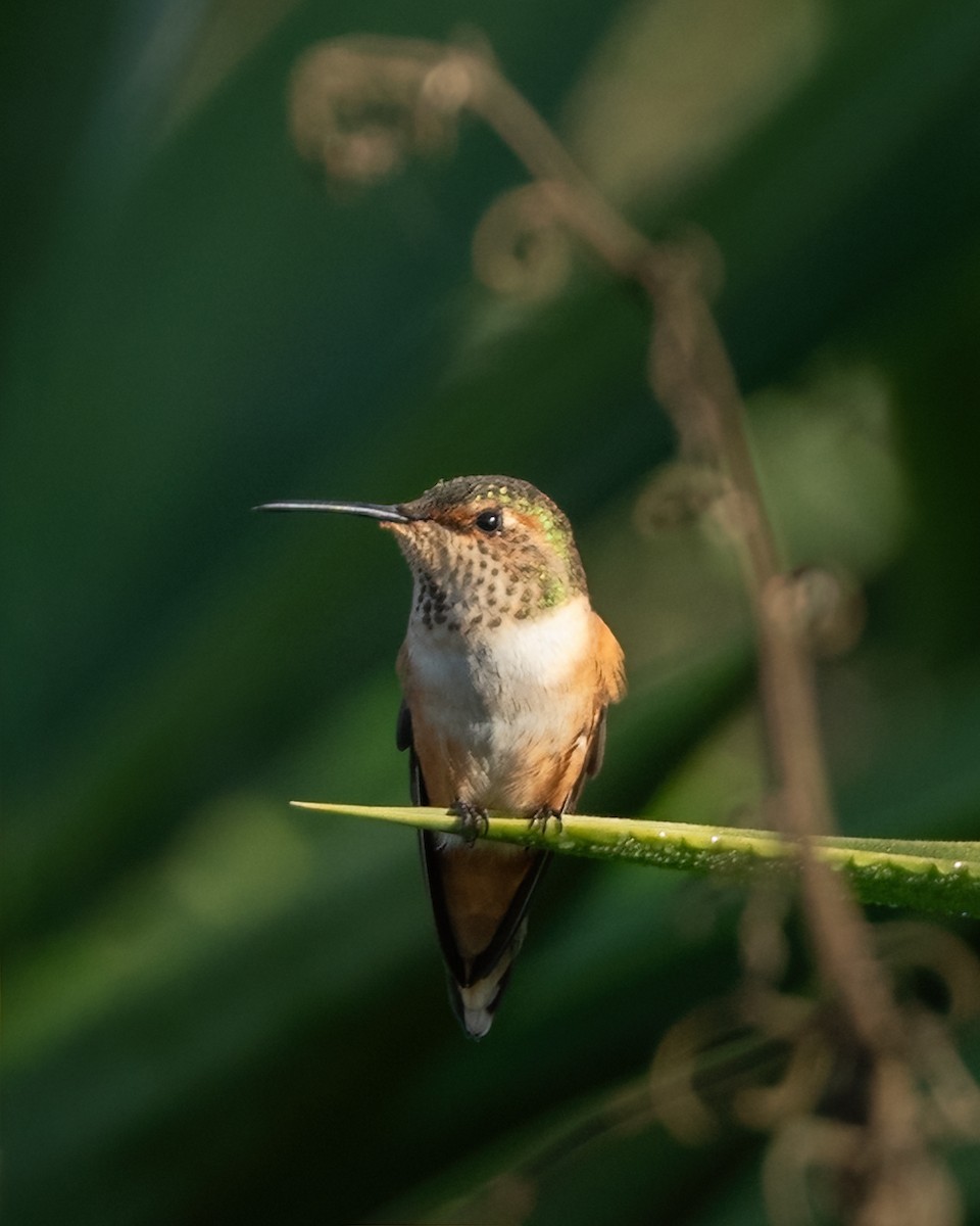 Allen's Hummingbird - ML647271081