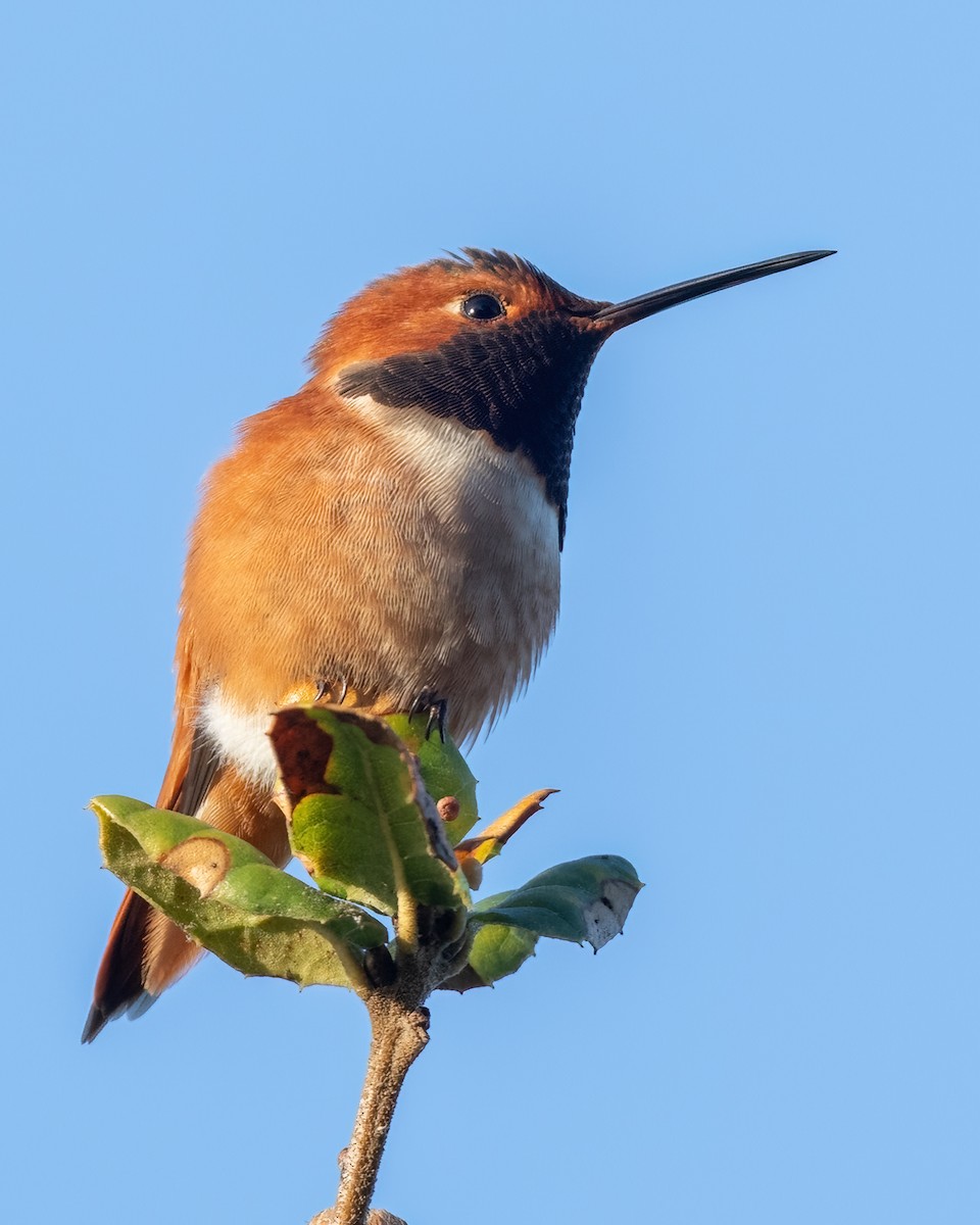 Allen's Hummingbird - ML647271082