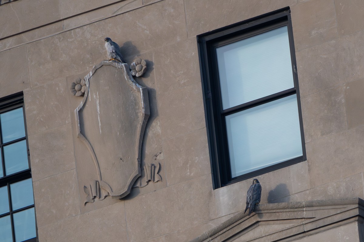 Peregrine Falcon - ML647271088