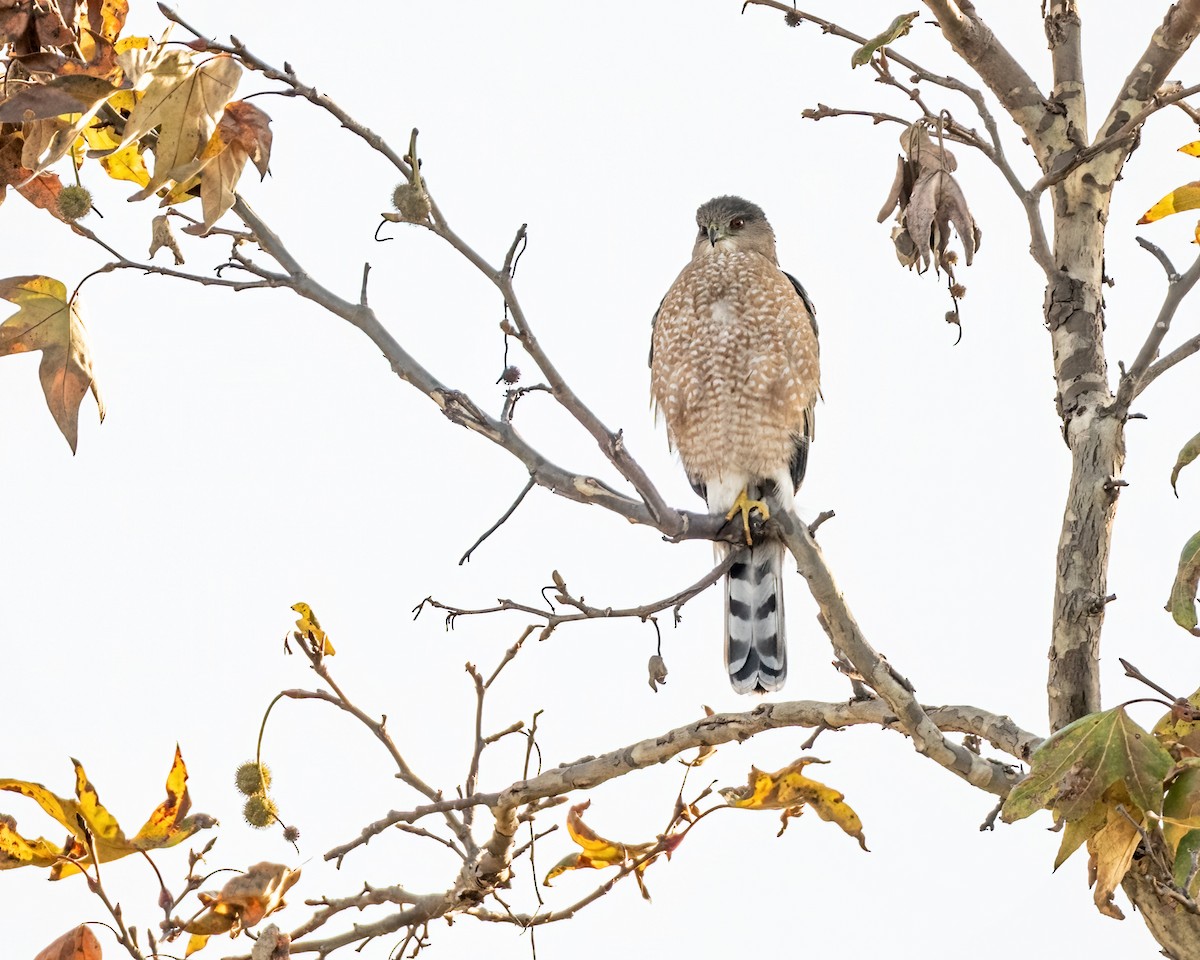 Cooper's Hawk - ML647271093