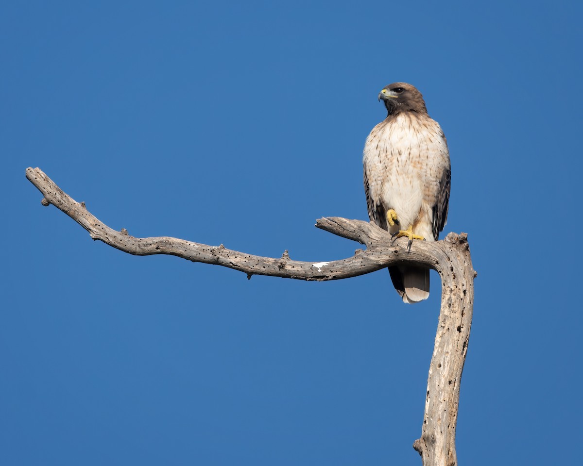 Red-tailed Hawk - ML647271098