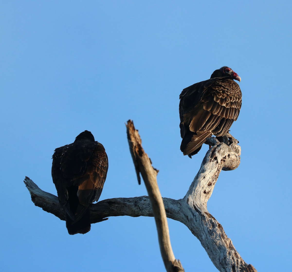 Turkey Vulture - ML647271101