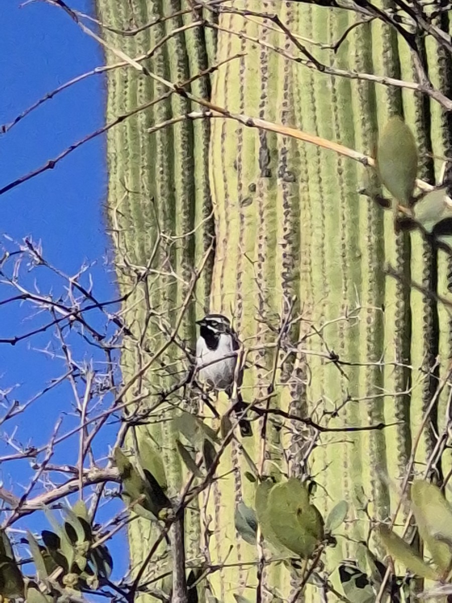 Black-throated Sparrow - ML647271102