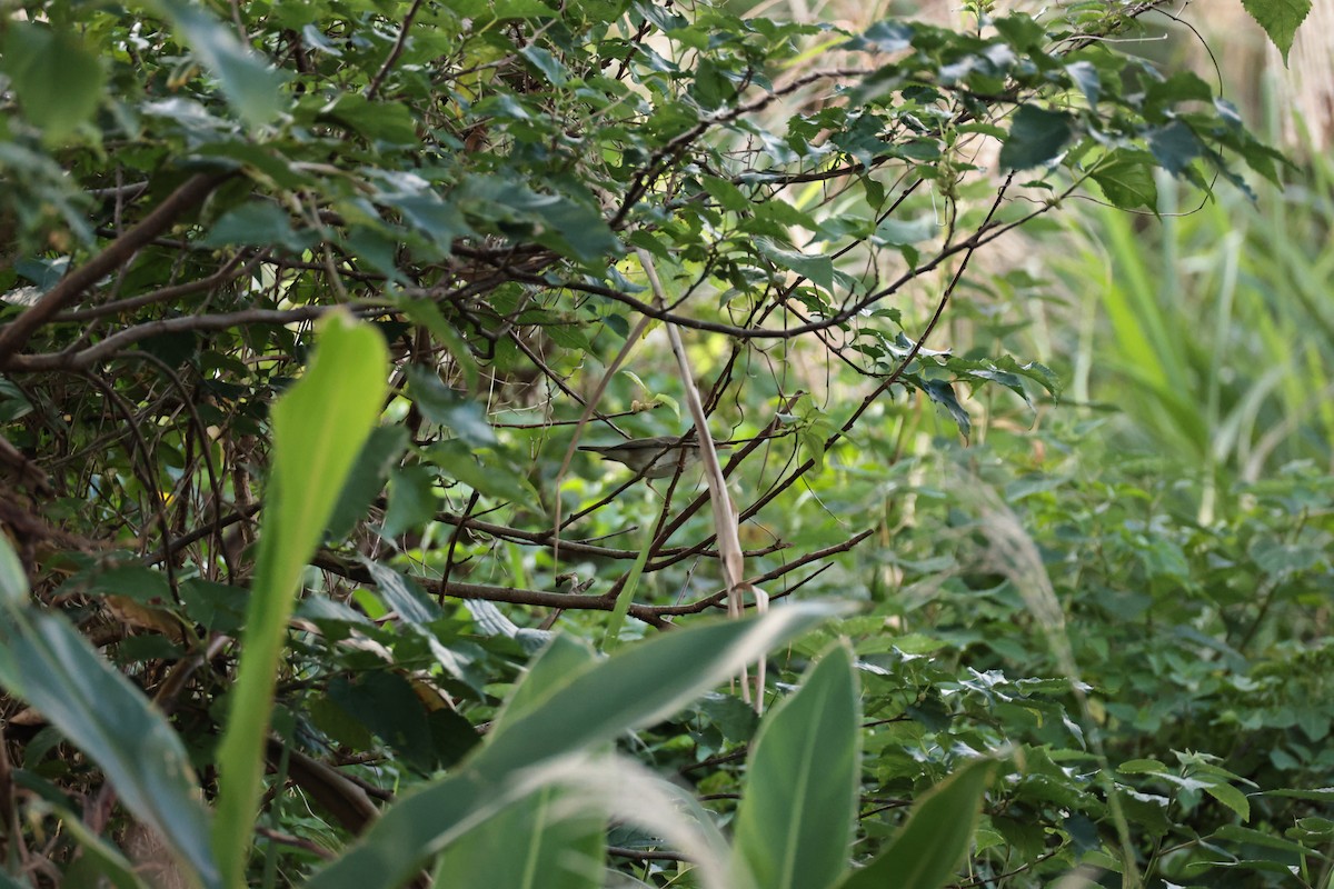 Arctic Warbler - ML647271104