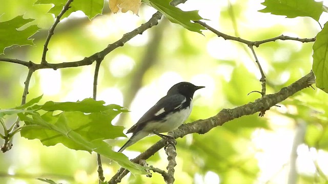 Black-throated Blue Warbler - ML647271105