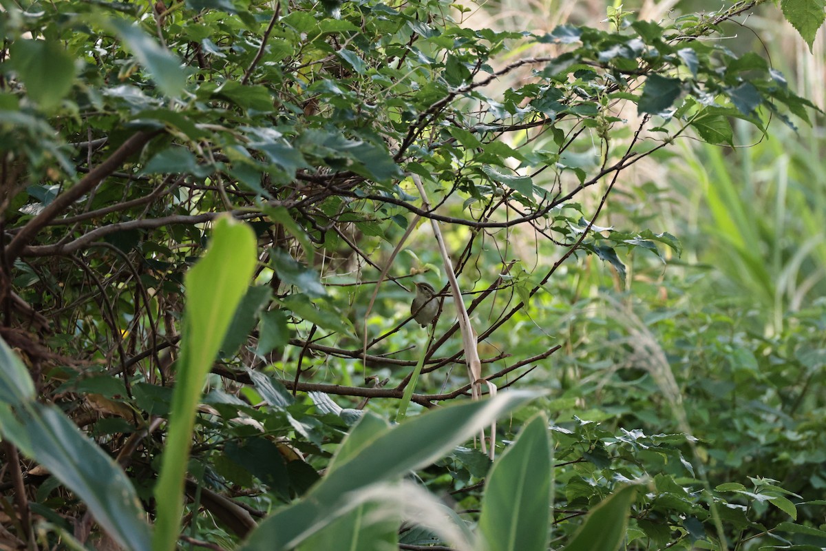 Arctic Warbler - ML647271106