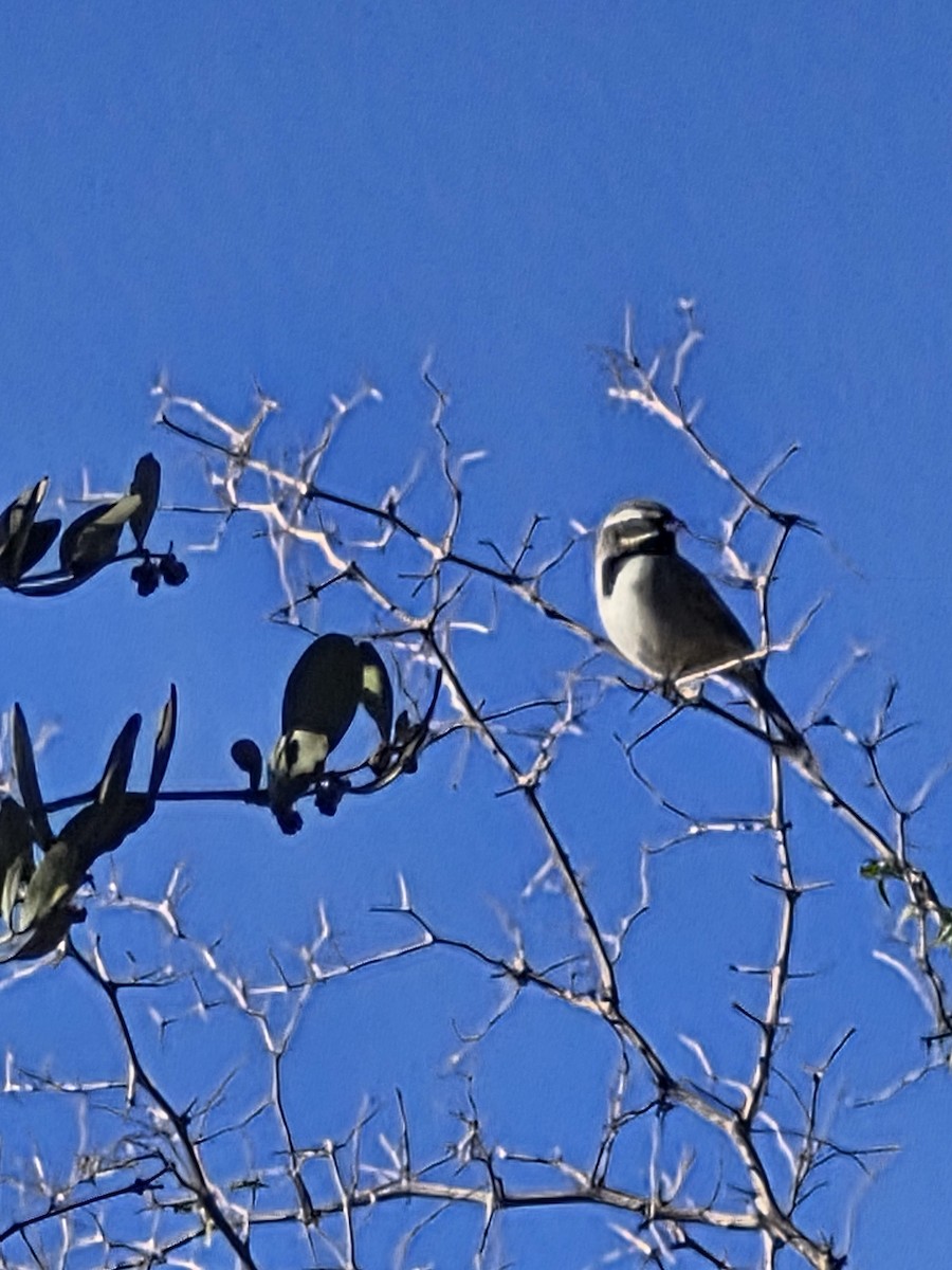 Black-throated Sparrow - ML647271107