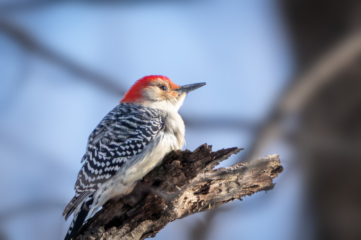 Red-bellied Woodpecker - ML647271112