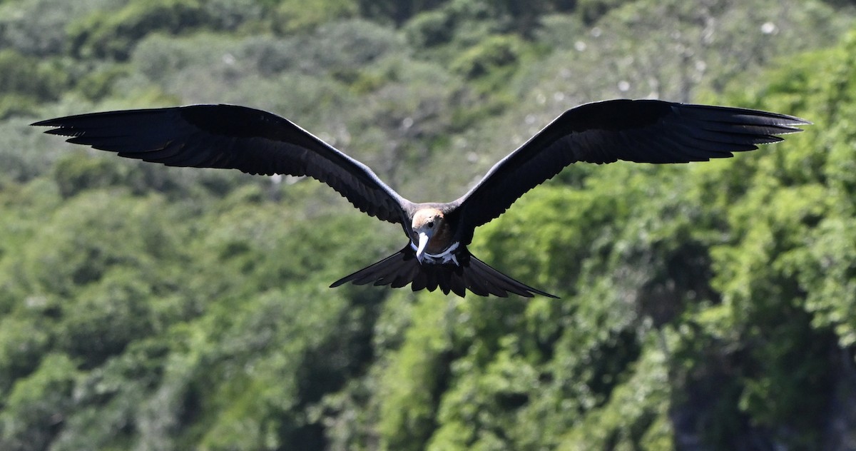 Christmas Island Frigatebird - ML647271114