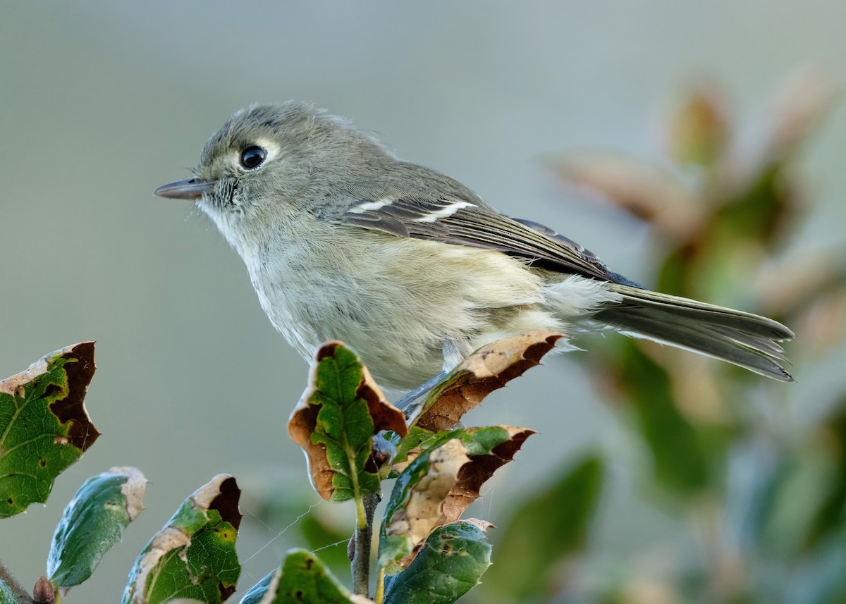 Hutton's Vireo - ML647271115