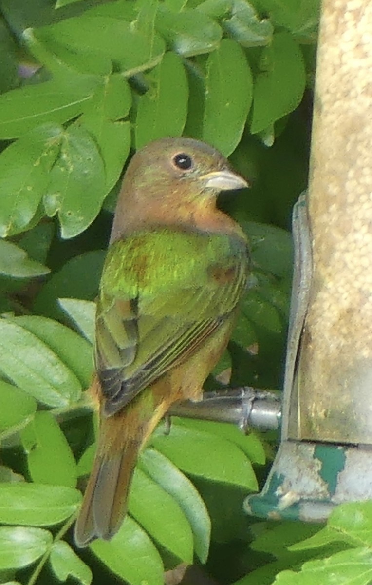 Painted Bunting - ML647271117