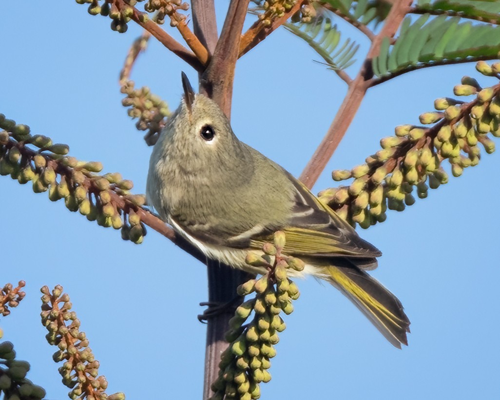 Ruby-crowned Kinglet - ML647271118