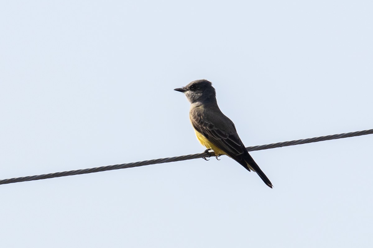 Cassin's Kingbird - ML647271121
