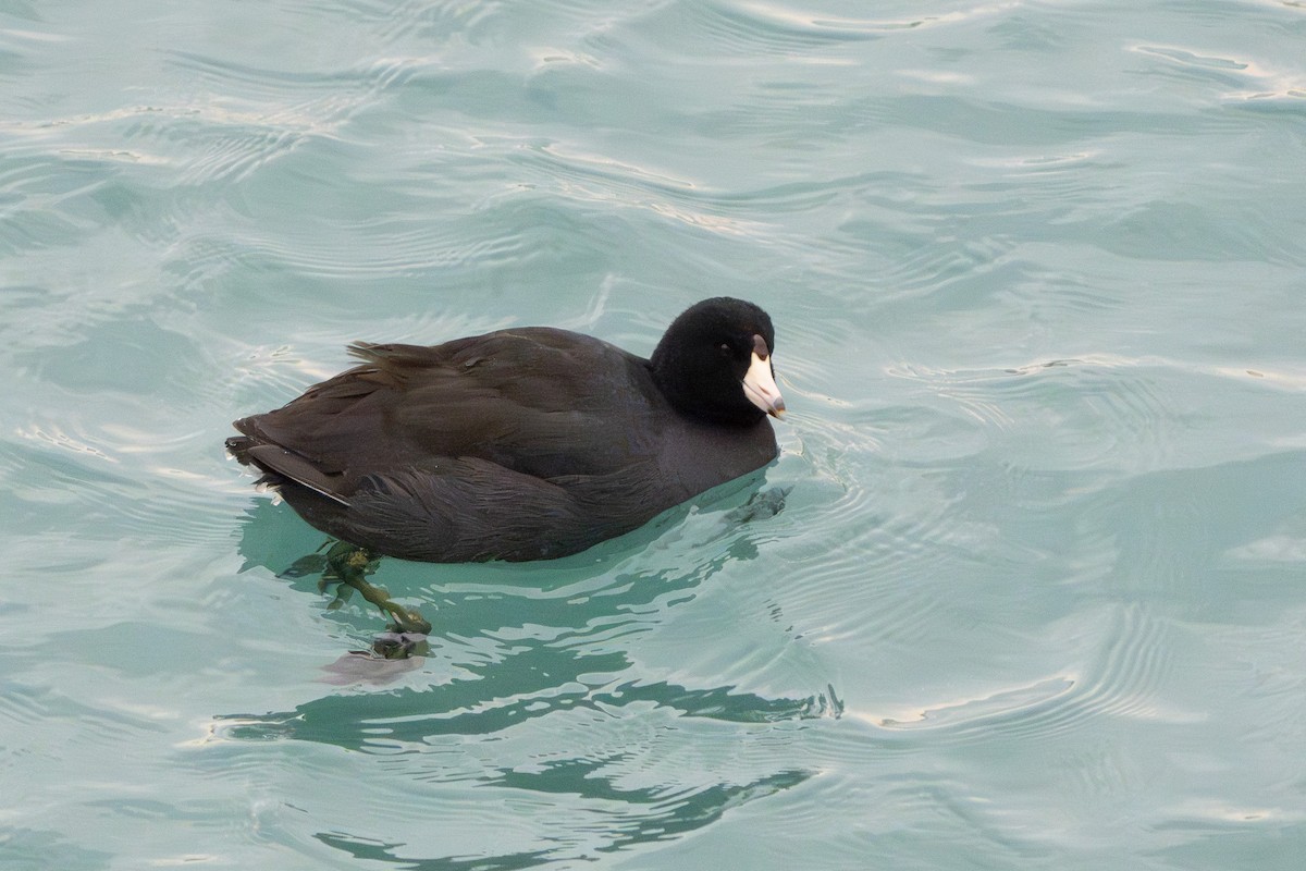 Focha Americana - ML647271123