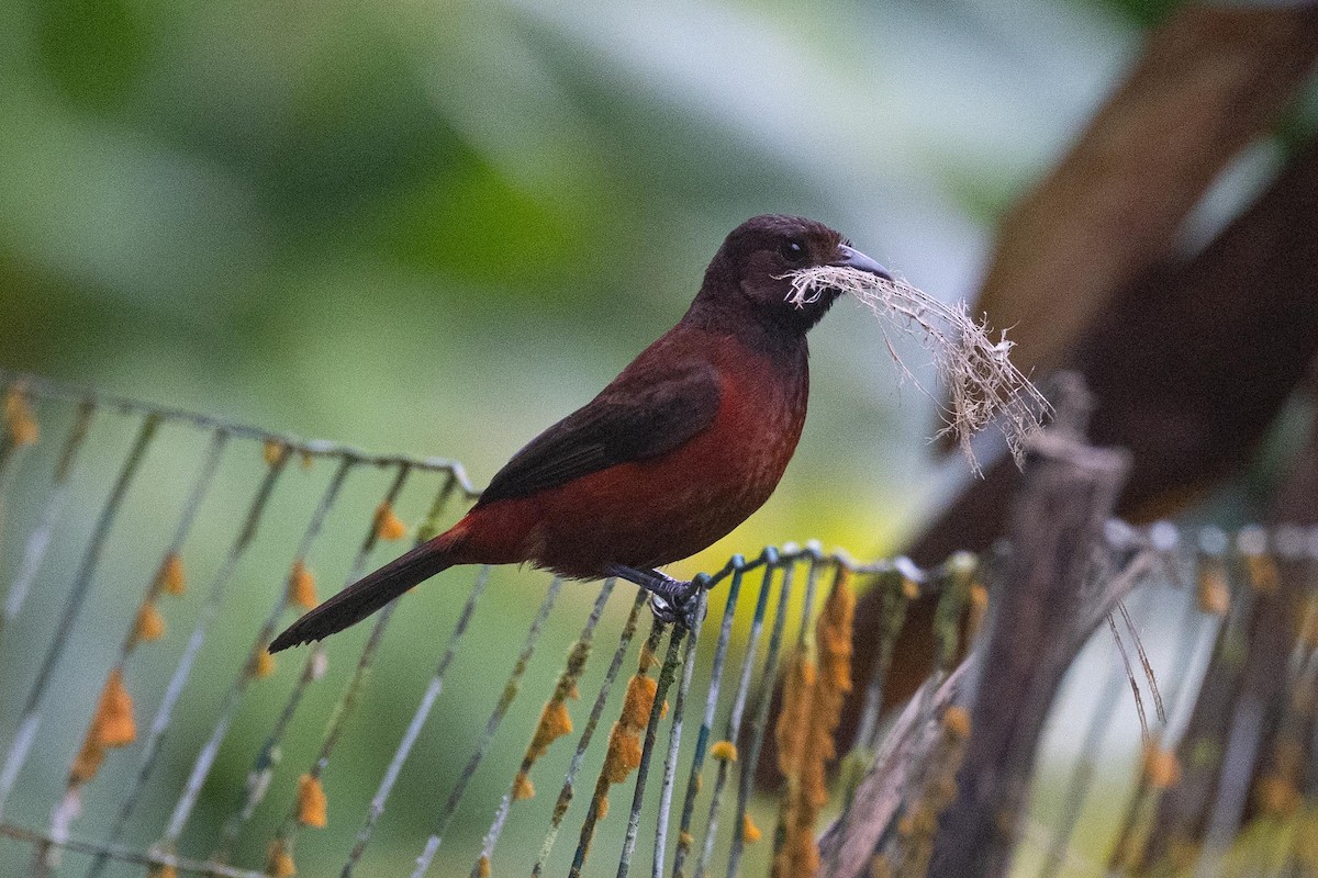 Crimson-backed Tanager - ML647271127