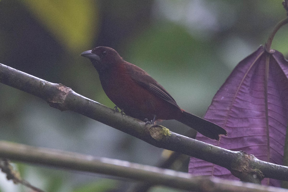 Crimson-backed Tanager - ML647271129
