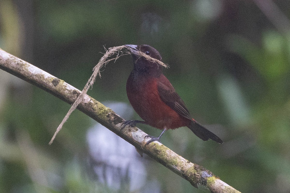 Crimson-backed Tanager - ML647271130