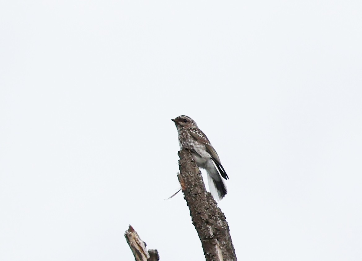 Jacky-winter - ML647271131