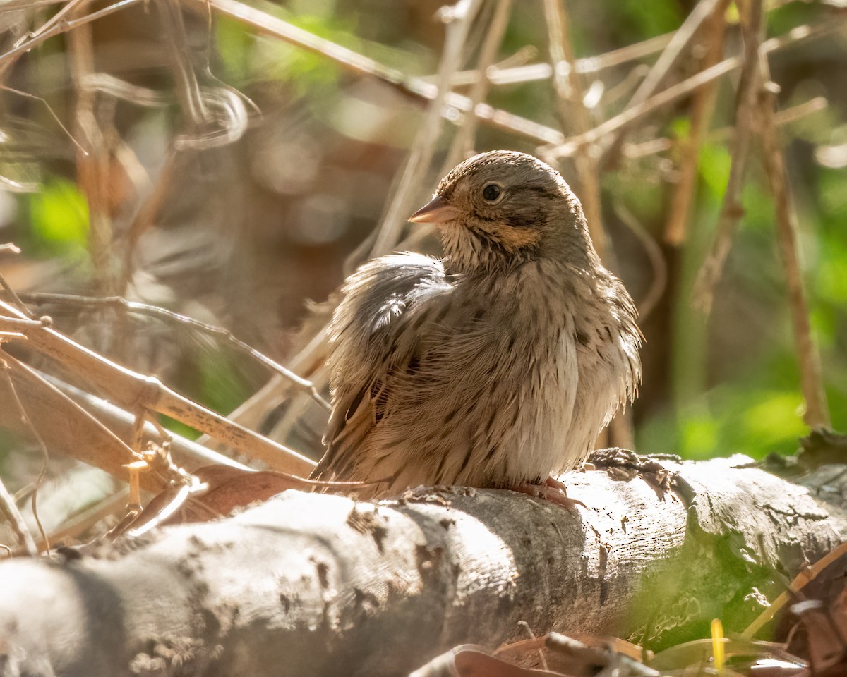 Lincoln's Sparrow - ML647271132