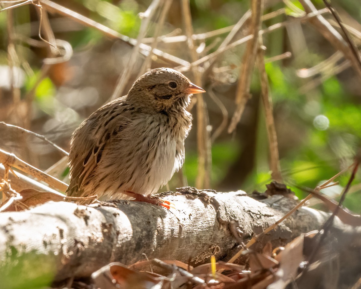 Lincoln's Sparrow - ML647271133