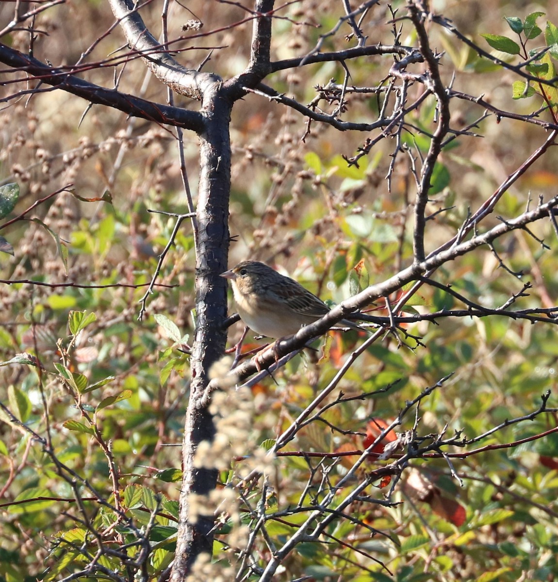Grasshopper Sparrow - ML647271135