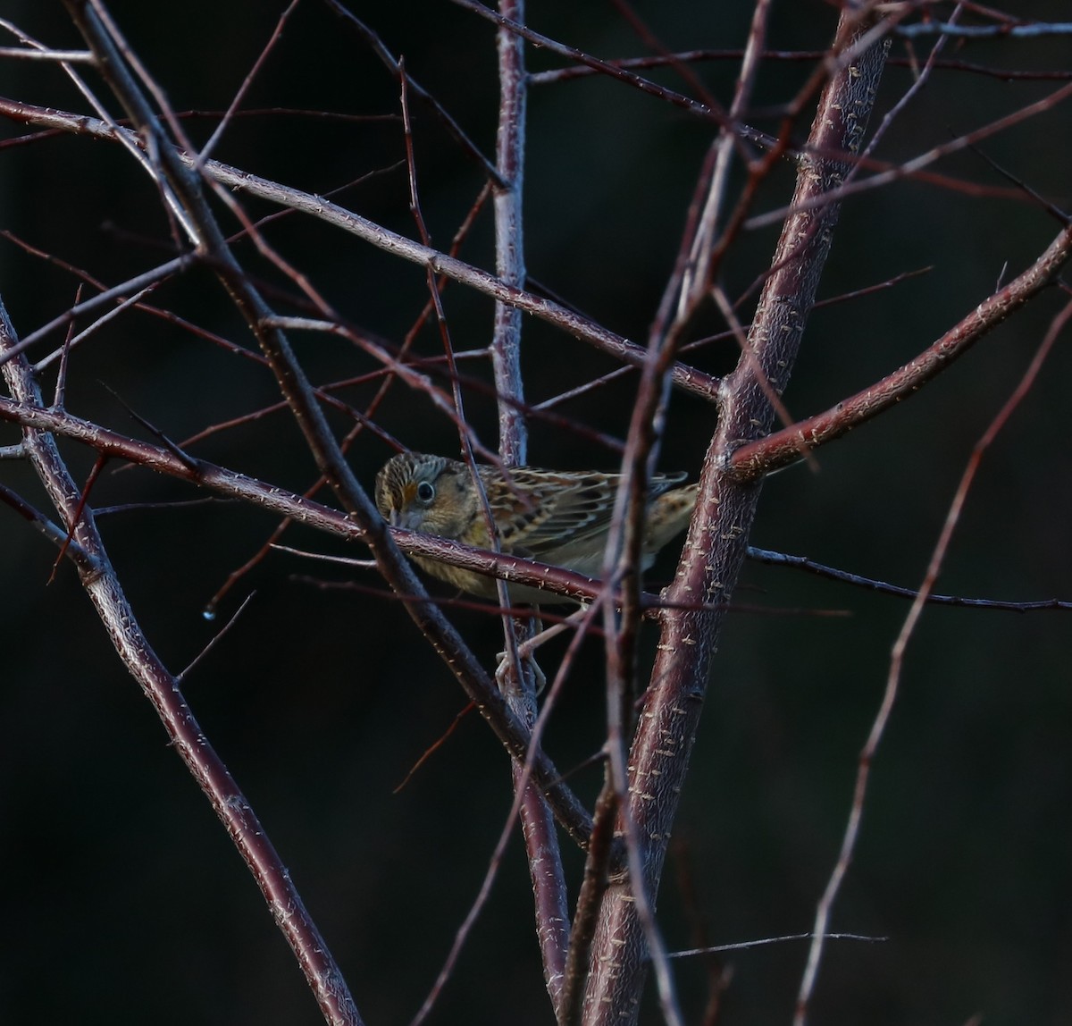 Grasshopper Sparrow - ML647271136