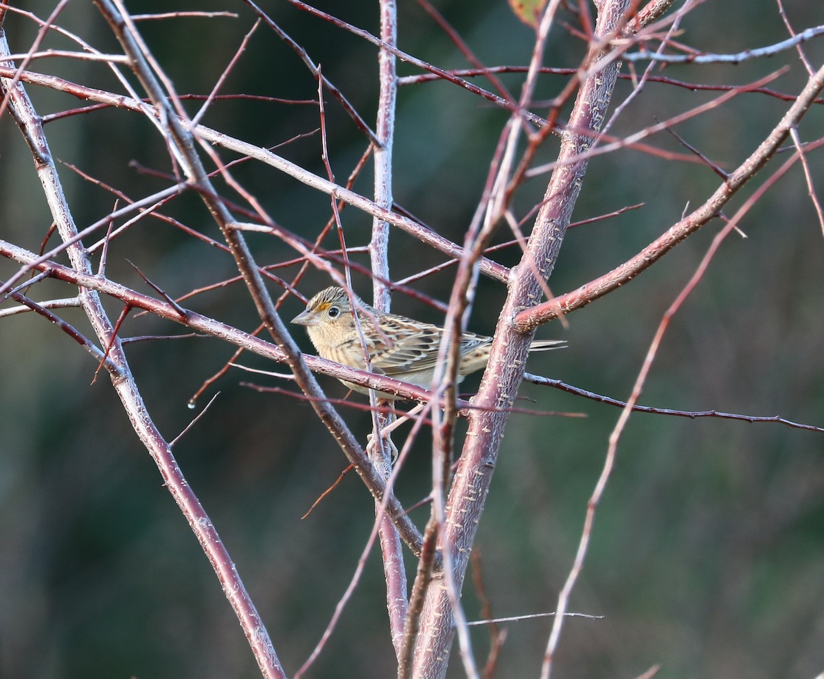 Grasshopper Sparrow - ML647271137