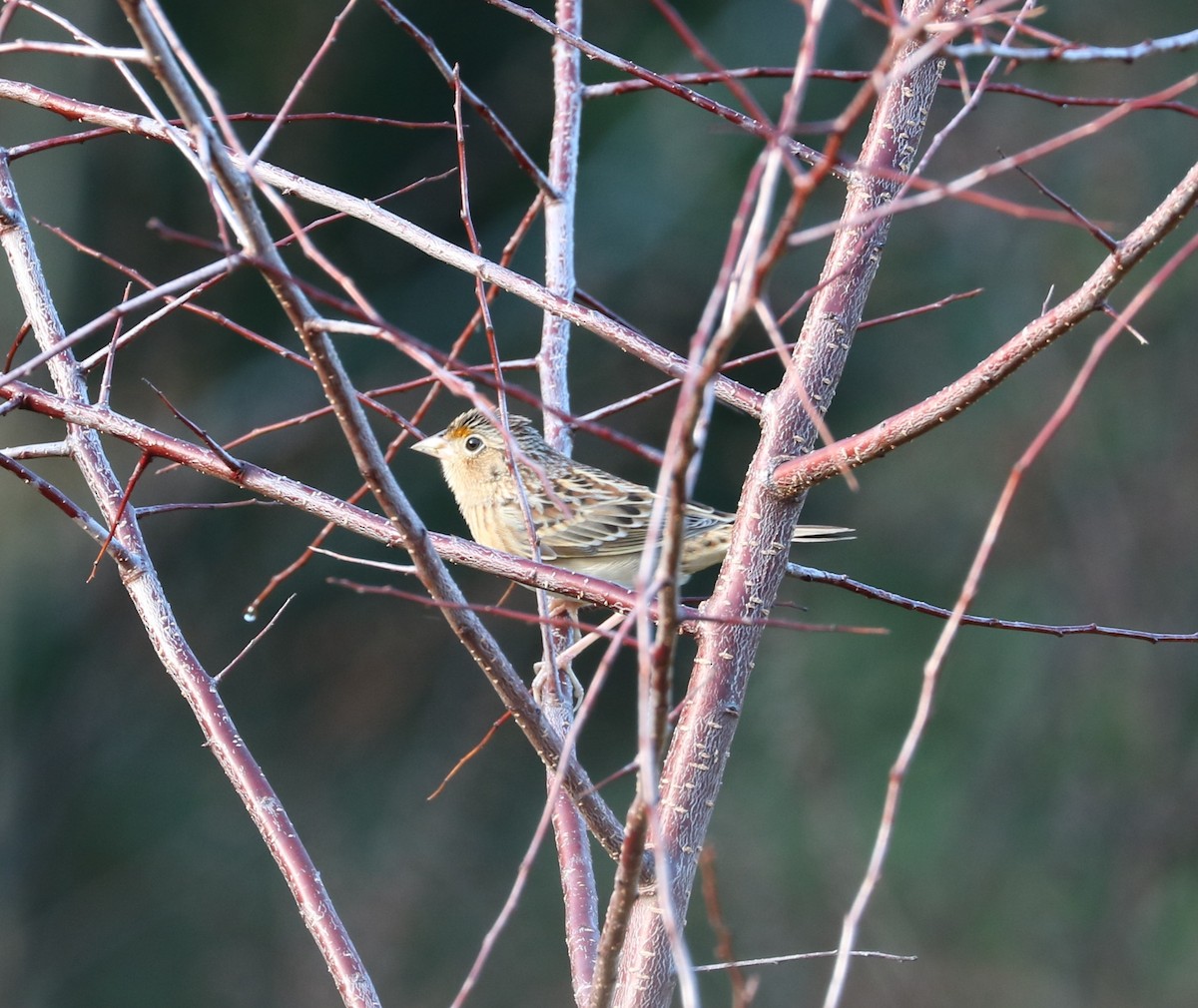 Grasshopper Sparrow - ML647271138