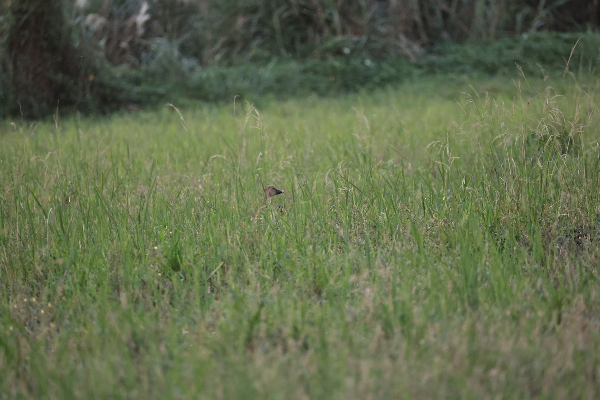 白額雁 - ML647271139