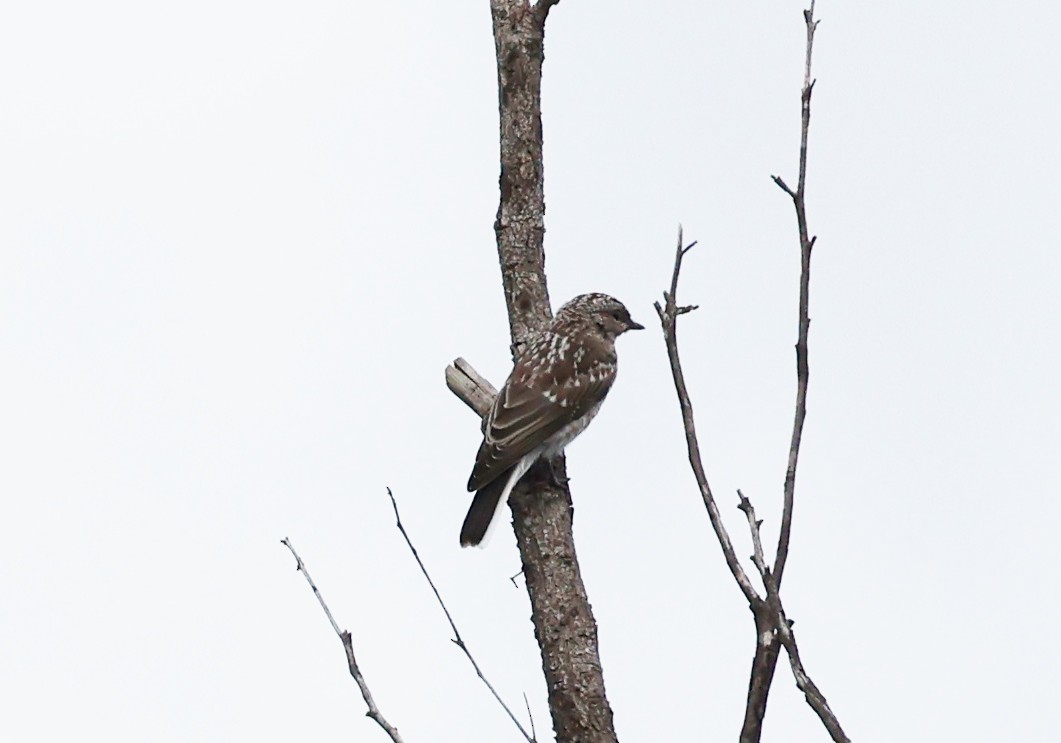 Jacky-winter - ML647271140