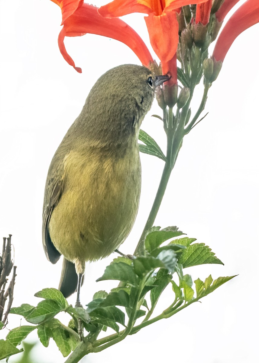 Orange-crowned Warbler - ML647271141