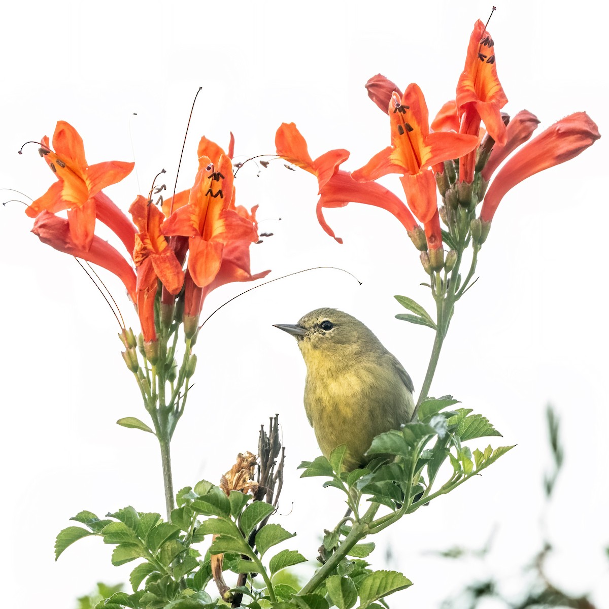 Orange-crowned Warbler - ML647271142