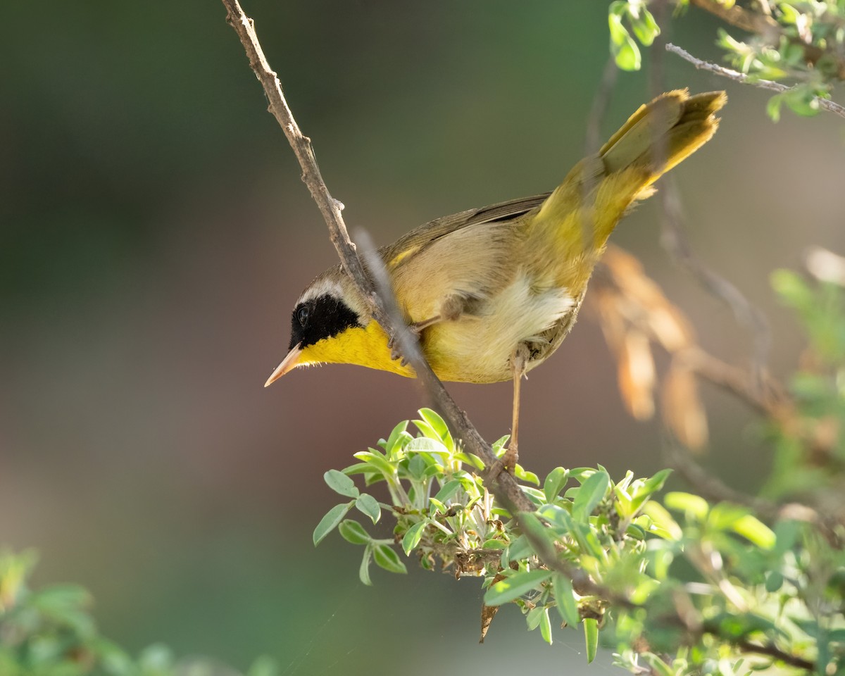 Common Yellowthroat - ML647271146