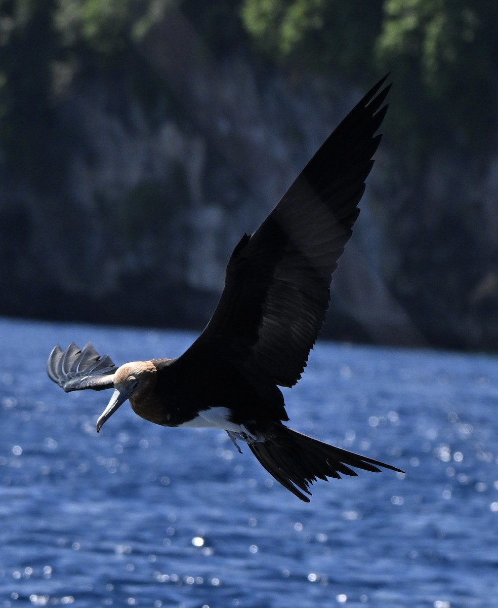 聖誕島軍艦鳥 - ML647271147