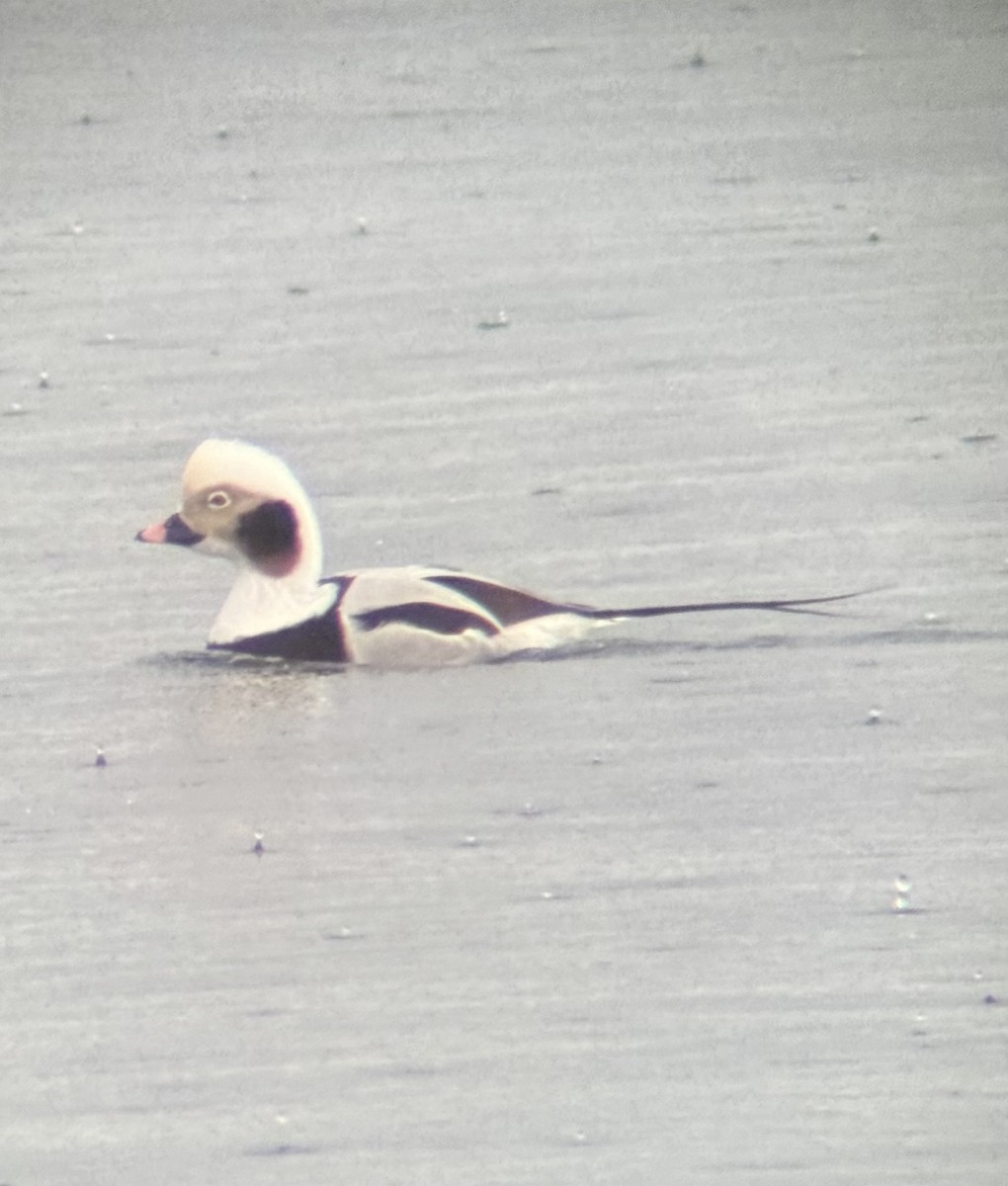 長尾鴨 - ML647271154