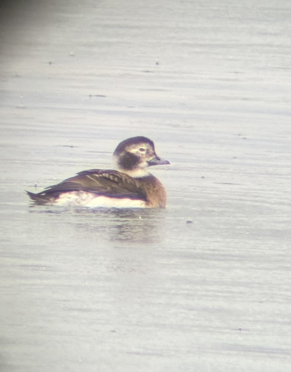 長尾鴨 - ML647271155