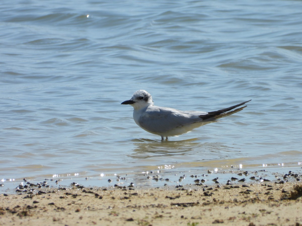 鷗嘴燕鷗 - ML647271157