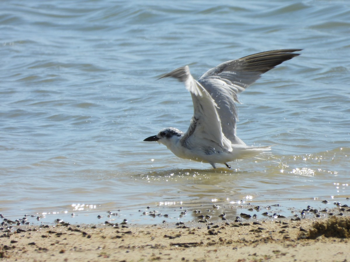 鷗嘴燕鷗 - ML647271158