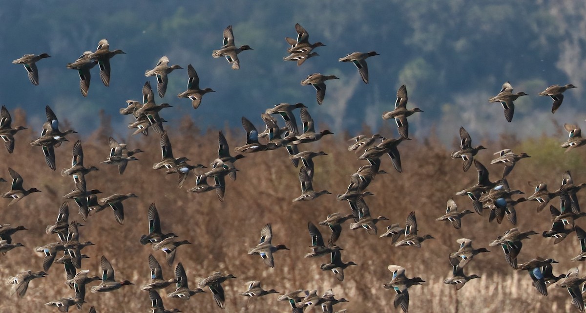 Blue-winged Teal - ML647271159