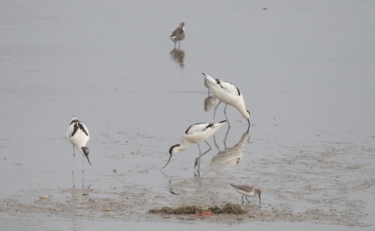 反嘴鴴 - ML647271164