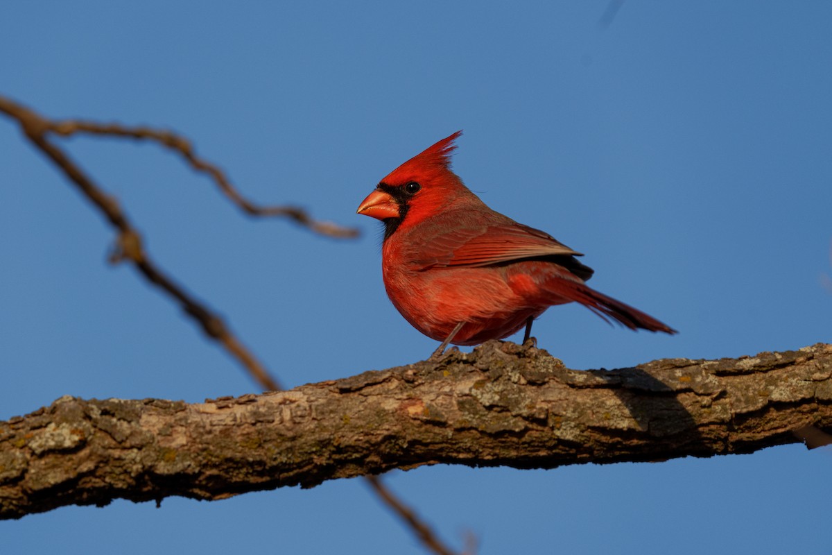 Northern Cardinal - ML647271165