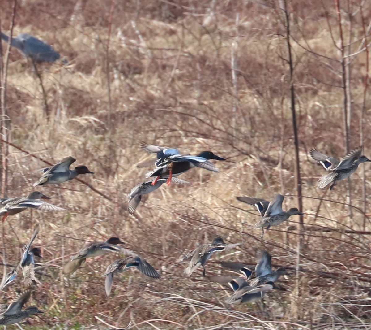 琵嘴鴨 - ML647271170