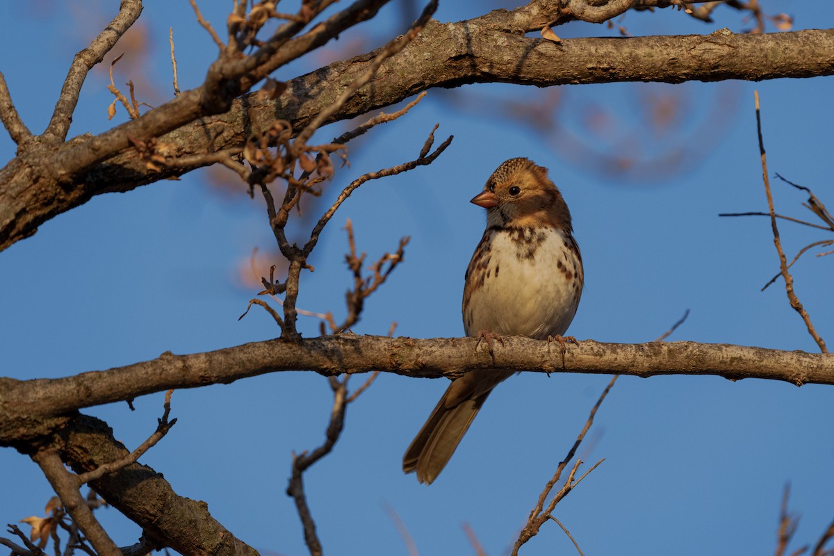 Harris's Sparrow - ML647271171