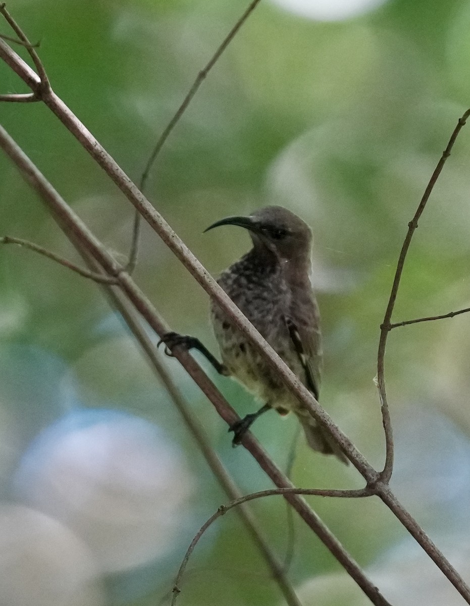 Scarlet-chested Sunbird - ML647271172