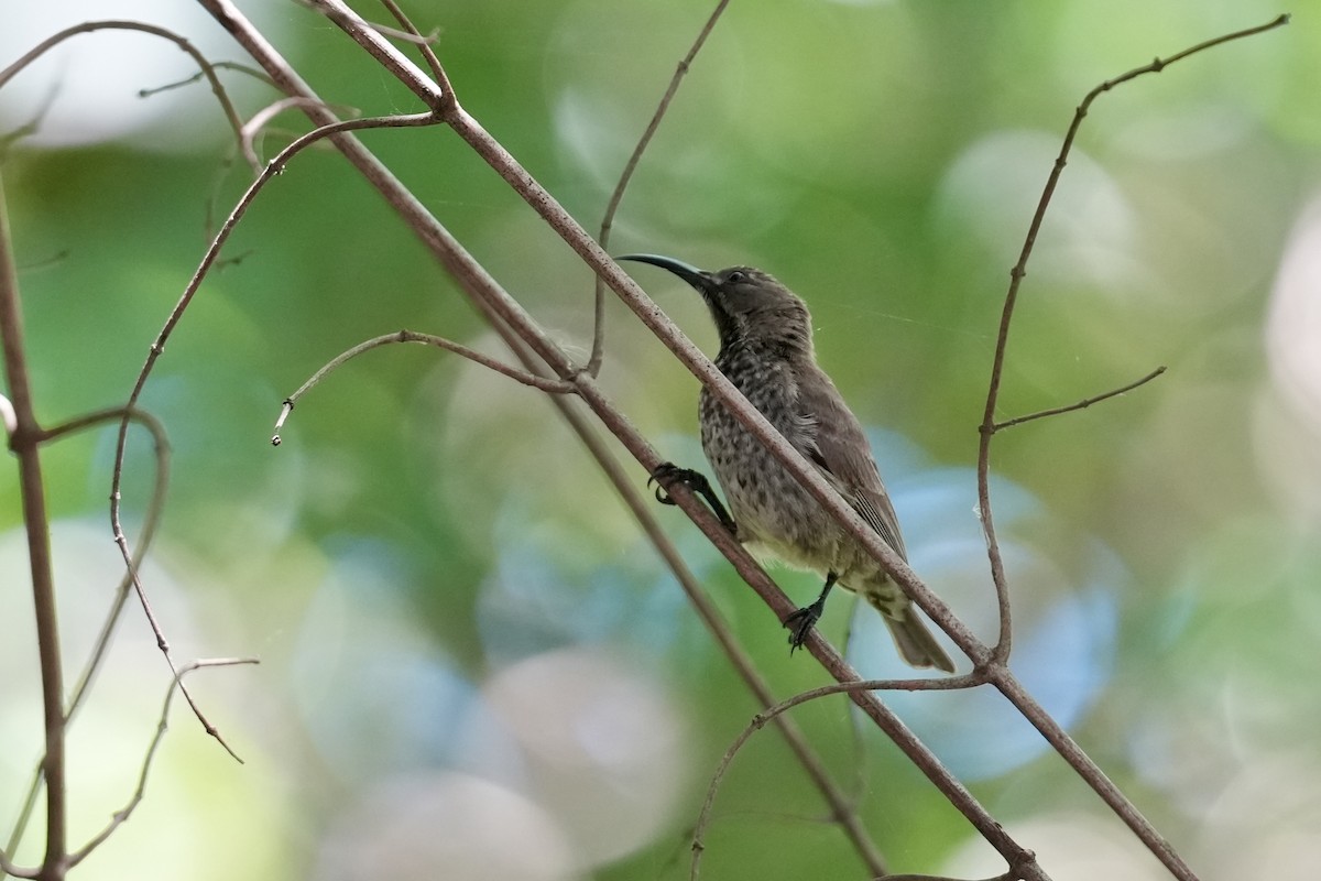 Scarlet-chested Sunbird - ML647271173