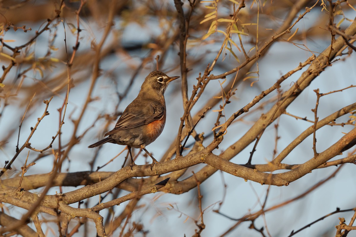American Robin - ML647271175