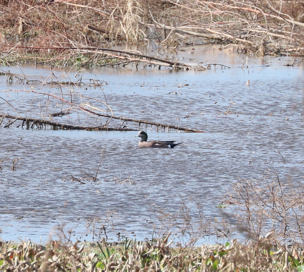 葡萄胸鴨 - ML647271176
