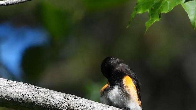 Kızıl Kuyruklu Ötleğen - ML647271201