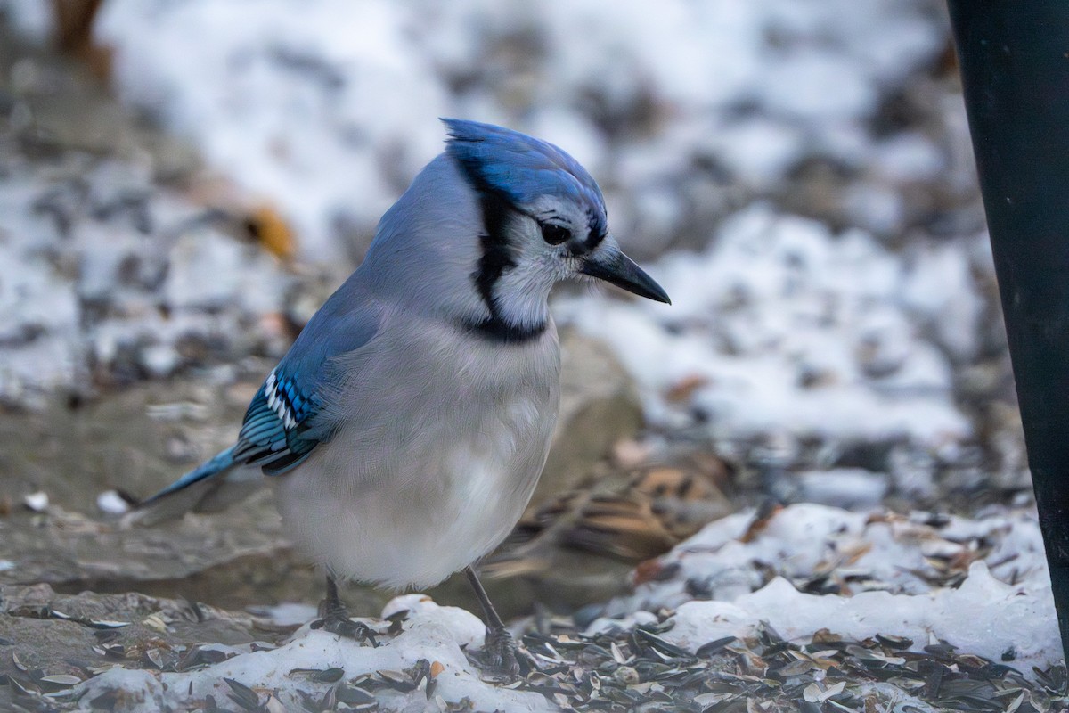 Blue Jay - ML647271211