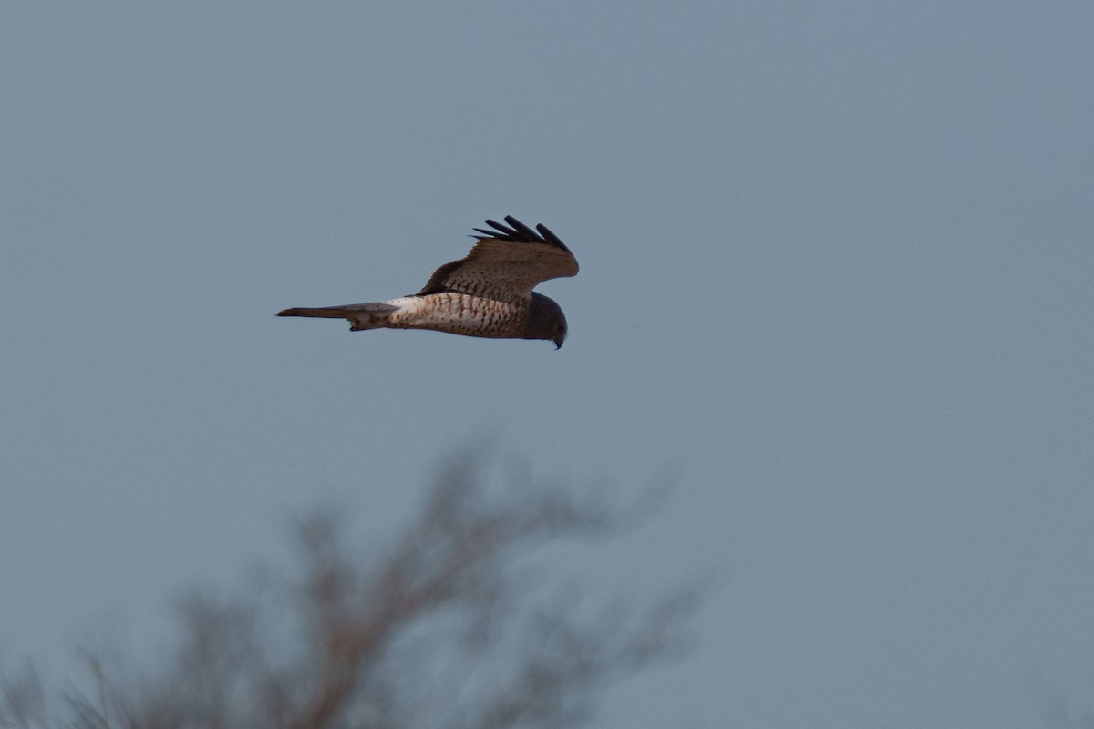 Лунь американський - ML647271216